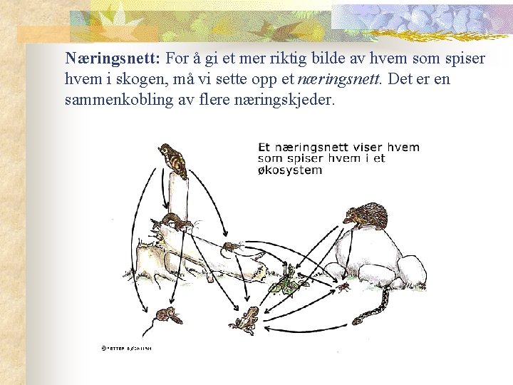 Næringsnett: For å gi et mer riktig bilde av hvem som spiser hvem i