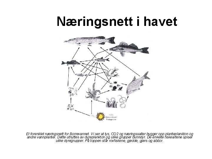 Næringsnett i havet Et forenklet næringsnett for Borrevannet. Vi ser at lys, CO 2