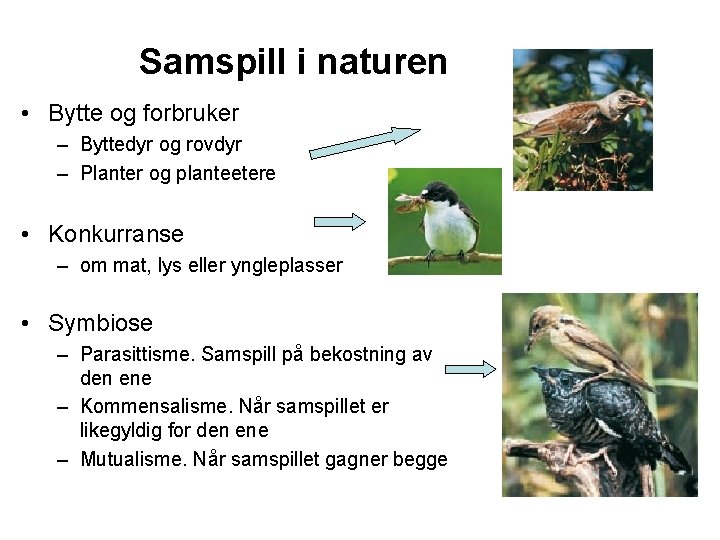 Samspill i naturen • Bytte og forbruker – Byttedyr og rovdyr – Planter og