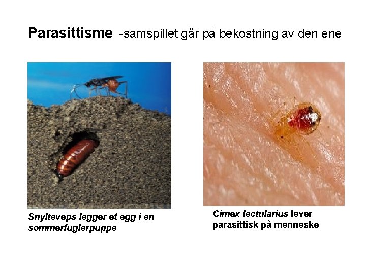 Parasittisme -samspillet går på bekostning av den ene Snylteveps legger et egg i en