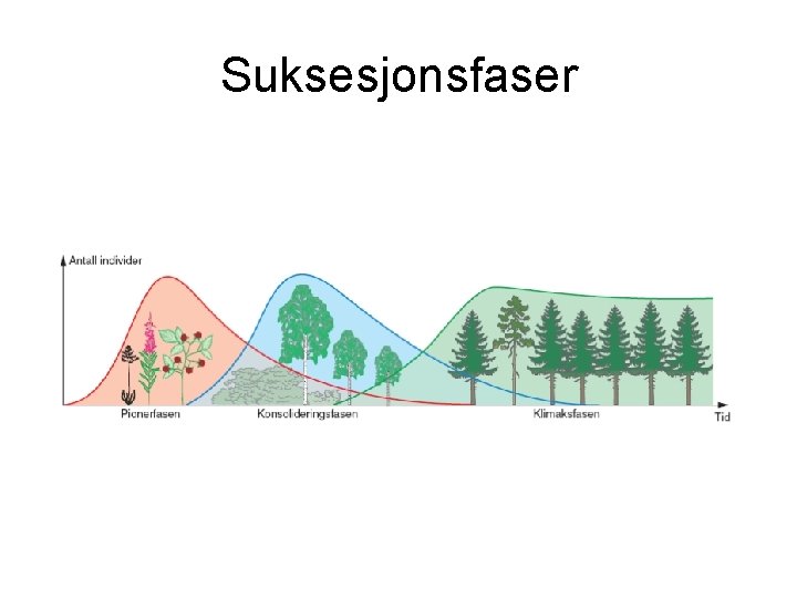 Suksesjonsfaser 