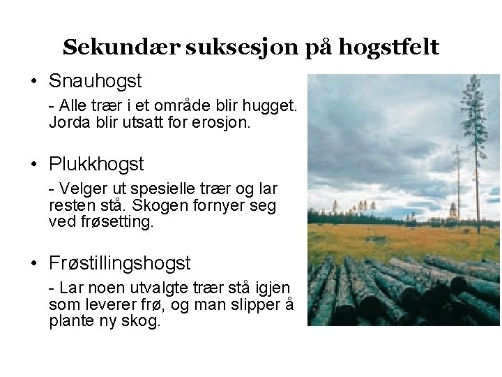 Sekundær suksesjon på hogstfelt • Snauhogst - Alle trær i et område blir hugget.