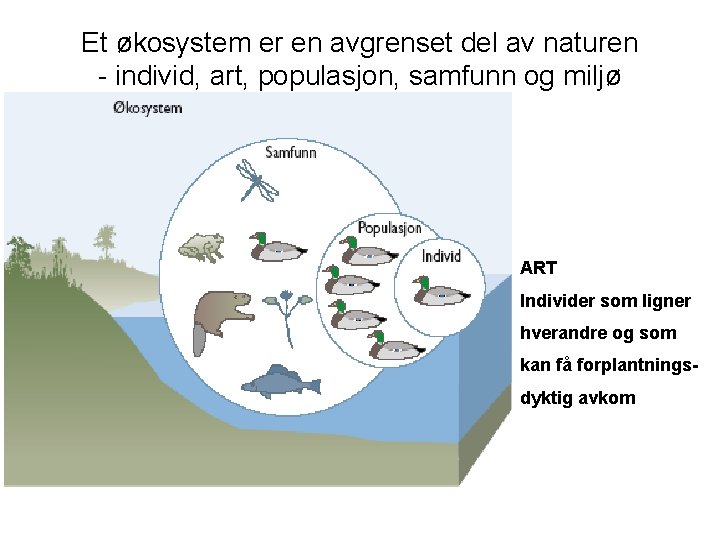 Et økosystem er en avgrenset del av naturen - individ, art, populasjon, samfunn og Et økosystem er en avgrenset del av naturen - individ, art, populasjon, samfunn og