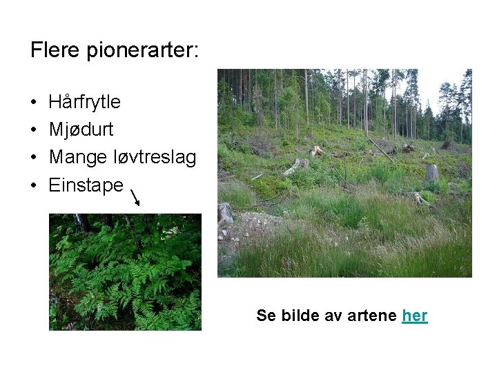 Flere pionerarter: • • Hårfrytle Mjødurt Mange løvtreslag Einstape Se bilde av artene her