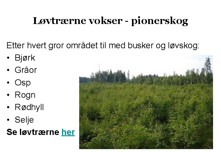 Løvtrærne vokser - pionerskog Etter hvert gror området til med busker og løvskog: •