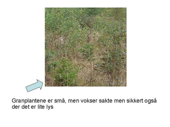 Granplantene er små, men vokser sakte men sikkert også der det er lite lys