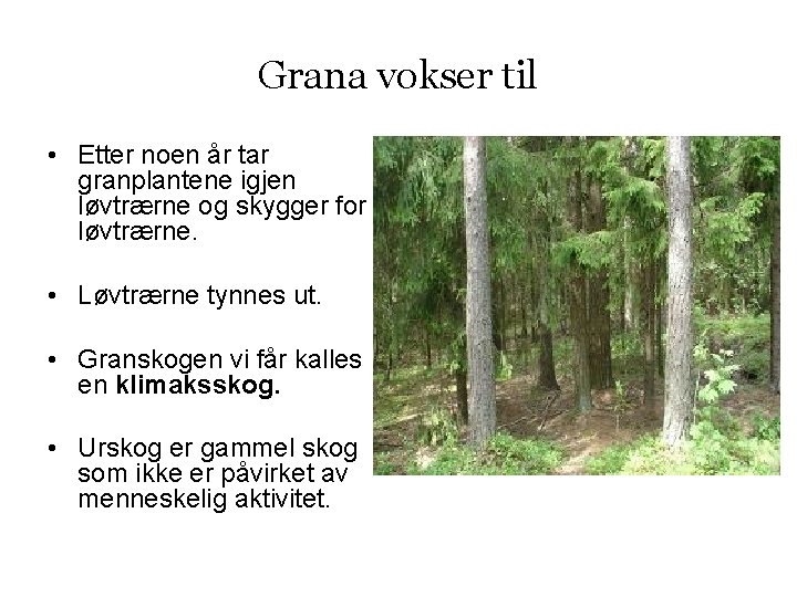 Grana vokser til • Etter noen år tar granplantene igjen løvtrærne og skygger for