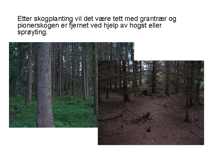 Etter skogplanting vil det være tett med grantrær og pionerskogen er fjernet ved hjelp