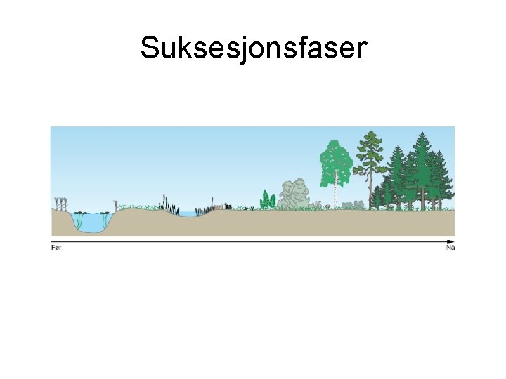 Suksesjonsfaser Suksesjonsfaser