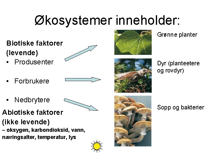 Økosystemer inneholder: Grønne planter Biotiske faktorer (levende) • Produsenter Dyr (planteetere og rovdyr) •