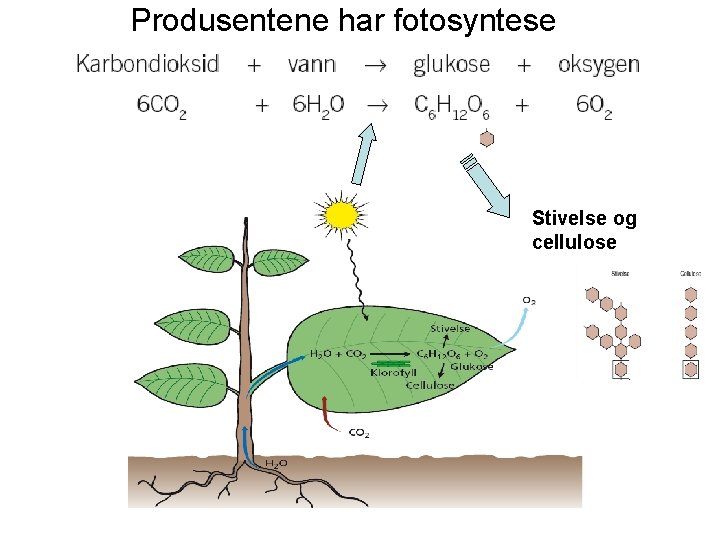 Produsentene har fotosyntese Stivelse og cellulose 