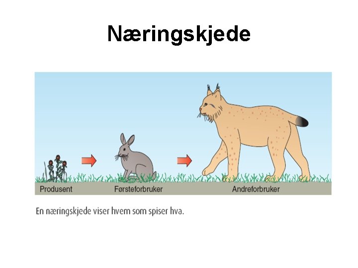 Næringskjede 