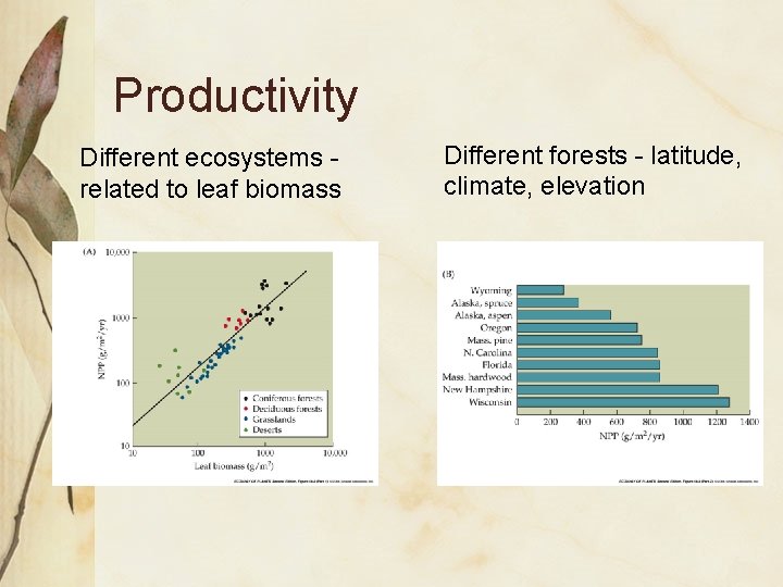 Productivity Different ecosystems related to leaf biomass Different forests - latitude, climate, elevation 