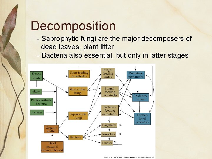 Decomposition - Saprophytic fungi are the major decomposers of dead leaves, plant litter -