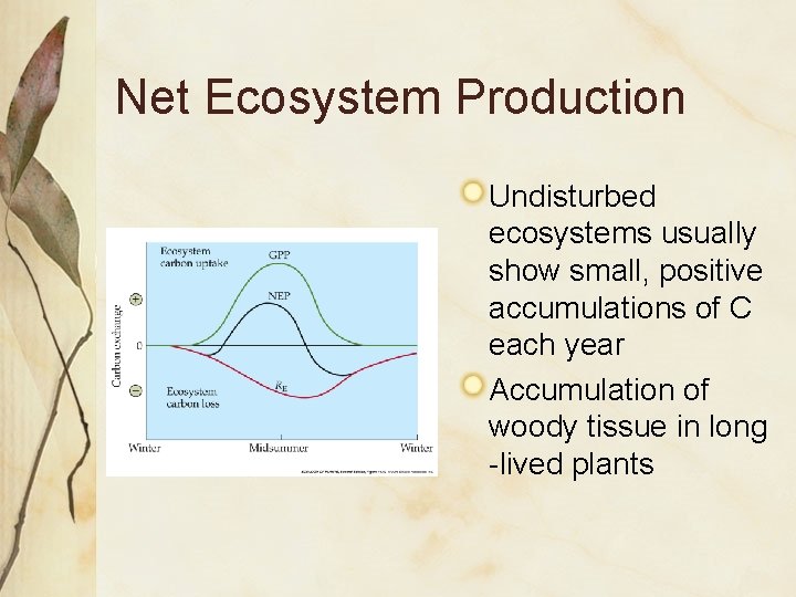 Net Ecosystem Production Undisturbed ecosystems usually show small, positive accumulations of C each year