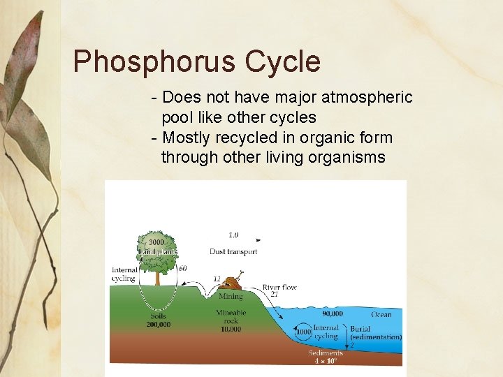 Phosphorus Cycle - Does not have major atmospheric pool like other cycles - Mostly