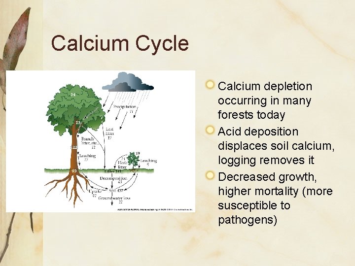 Calcium Cycle Calcium depletion occurring in many forests today Acid deposition displaces soil calcium,