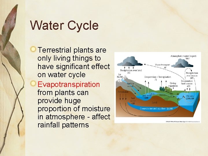 Water Cycle Terrestrial plants are only living things to have significant effect on water