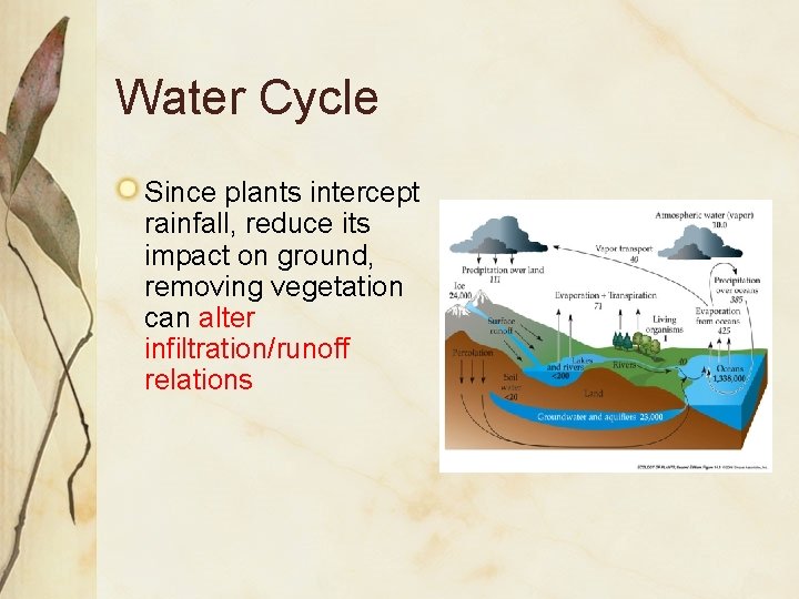 Water Cycle Since plants intercept rainfall, reduce its impact on ground, removing vegetation can