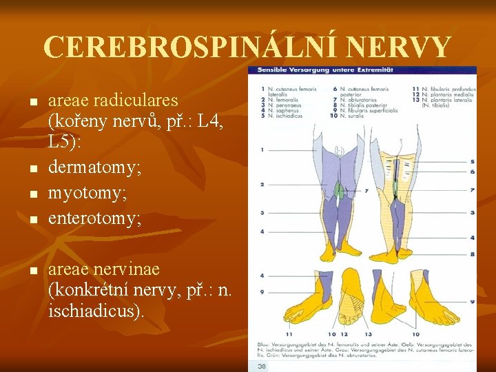 CEREBROSPINÁLNÍ NERVY n n n areae radiculares (kořeny nervů, př. : L 4, L