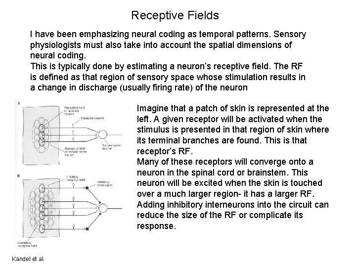 Receptive Fields I have been emphasizing neural coding as temporal patterns. Sensory physiologists must