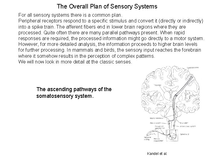 The Overall Plan of Sensory Systems For all sensory systems there is a common