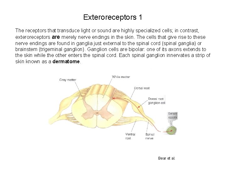 Exteroreceptors 1 The receptors that transduce light or sound are highly specialized cells; in