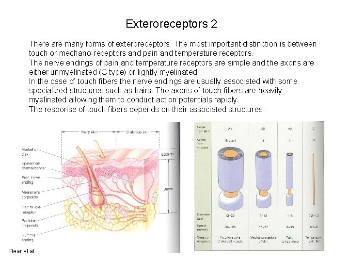 Exteroreceptors 2 There are many forms of exteroreceptors. The most important distinction is between