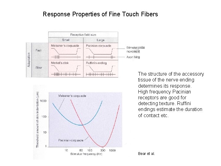 Response Properties of Fine Touch Fibers The structure of the accessory tissue of the