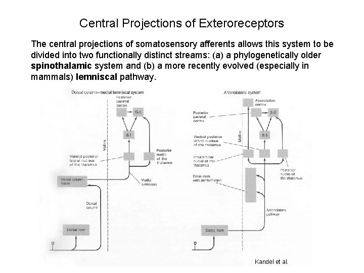 Central Projections of Exteroreceptors The central projections of somatosensory afferents allows this system to