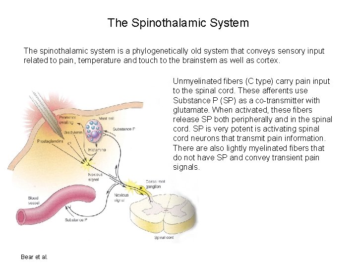 The Spinothalamic System The spinothalamic system is a phylogenetically old system that conveys sensory