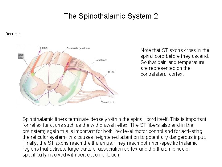 The Spinothalamic System 2 Bear et al. Note that ST axons cross in the