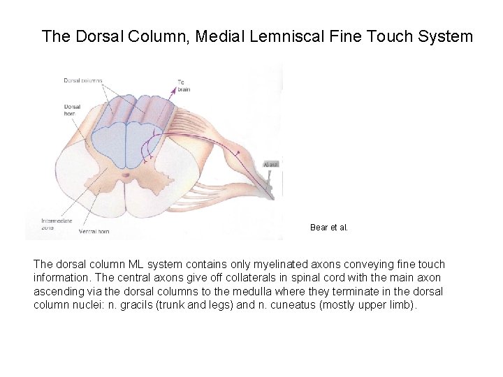 The Dorsal Column, Medial Lemniscal Fine Touch System Bear et al. The dorsal column