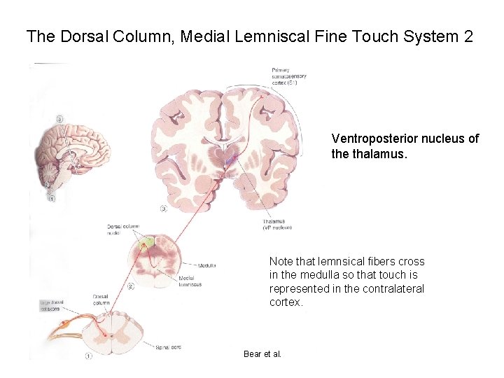 The Dorsal Column, Medial Lemniscal Fine Touch System 2 Ventroposterior nucleus of the thalamus.