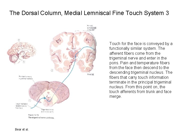 The Dorsal Column, Medial Lemniscal Fine Touch System 3 Touch for the face is