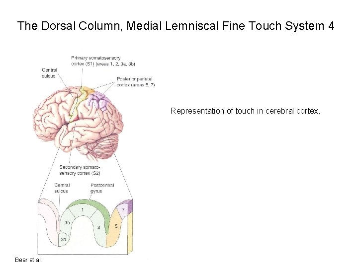 The Dorsal Column, Medial Lemniscal Fine Touch System 4 Representation of touch in cerebral