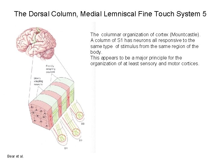 The Dorsal Column, Medial Lemniscal Fine Touch System 5 The columnar organization of cortex