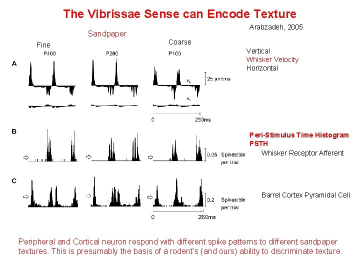 The Vibrissae Sense can Encode Texture Arabzadeh, 2005 Sandpaper Fine Coarse Vertical Whisker Velocity