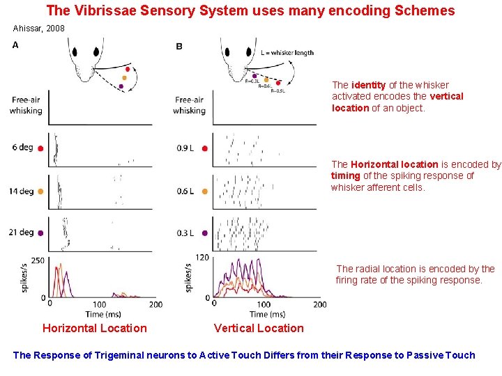 The Vibrissae Sensory System uses many encoding Schemes Ahissar, 2008 The identity of the