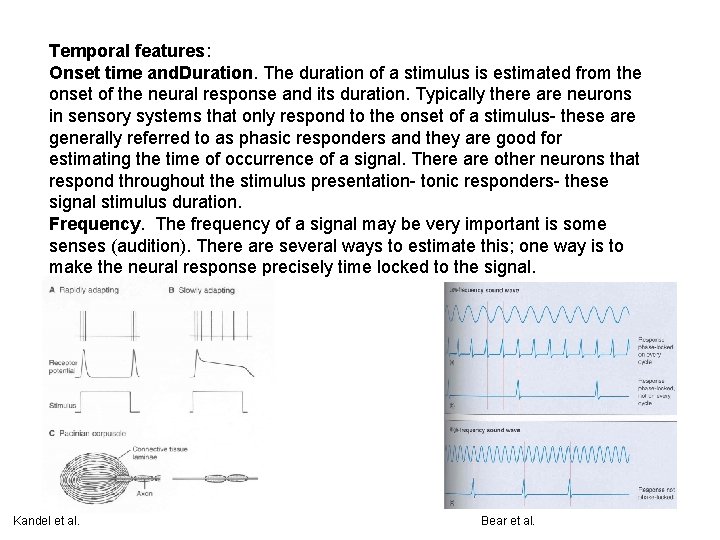 Temporal features: Onset time and. Duration. The duration of a stimulus is estimated from