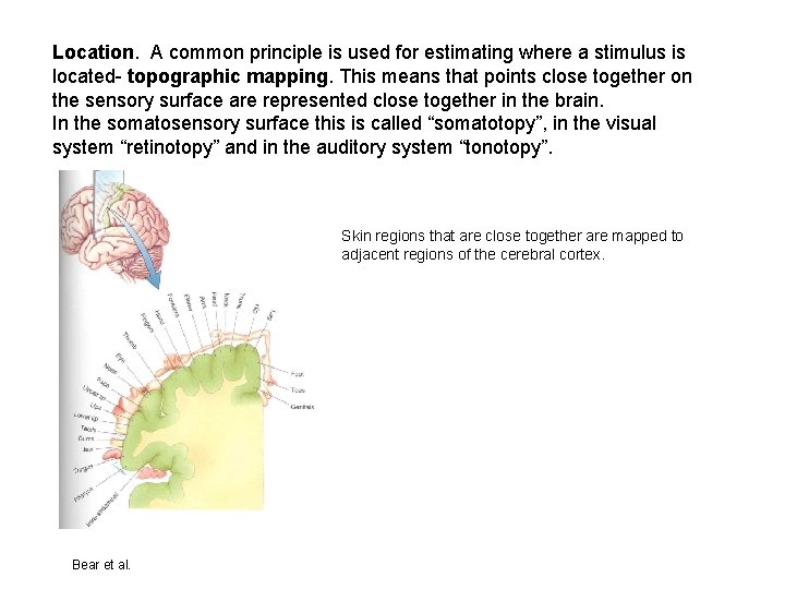 Location. A common principle is used for estimating where a stimulus is located- topographic