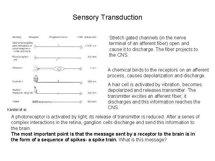 Sensory Transduction Stretch gated channels (in the nerve terminal of an afferent fiber) open