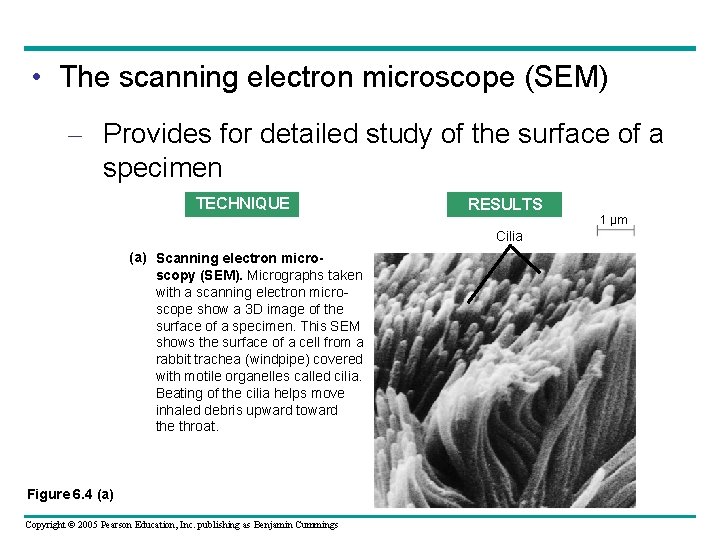 • The scanning electron microscope (SEM) – Provides for detailed study of the • The scanning electron microscope (SEM) – Provides for detailed study of the