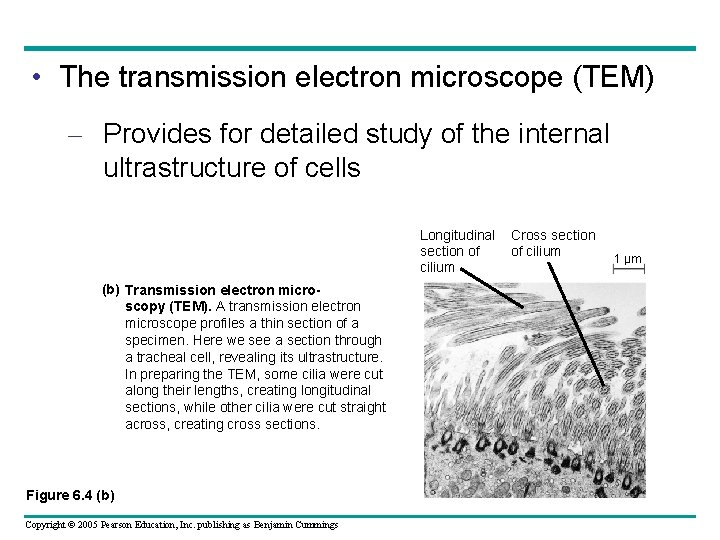 • The transmission electron microscope (TEM) – Provides for detailed study of the • The transmission electron microscope (TEM) – Provides for detailed study of the