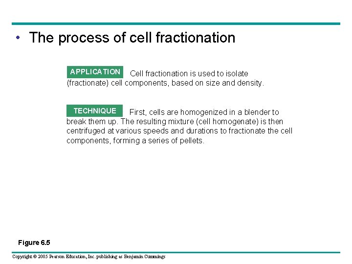 • The process of cell fractionation APPLICATION Cell fractionation is used to isolate • The process of cell fractionation APPLICATION Cell fractionation is used to isolate