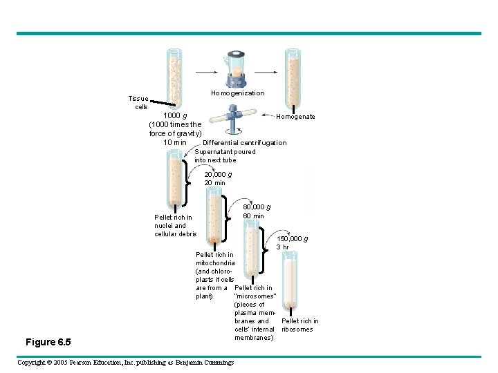 Homogenization Tissue cells 1000 g Homogenate (1000 times the force of gravity) Differential centrifugation Homogenization Tissue cells 1000 g Homogenate (1000 times the force of gravity) Differential centrifugation