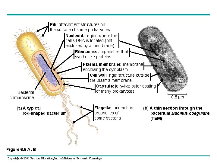 Pili: attachment structures on the surface of some prokaryotes Nucleoid: region where the cell’s Pili: attachment structures on the surface of some prokaryotes Nucleoid: region where the cell’s
