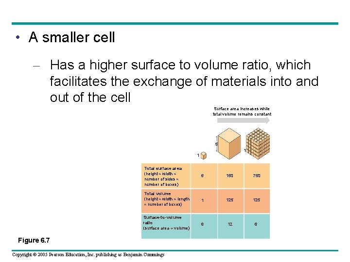 • A smaller cell – Has a higher surface to volume ratio, which • A smaller cell – Has a higher surface to volume ratio, which