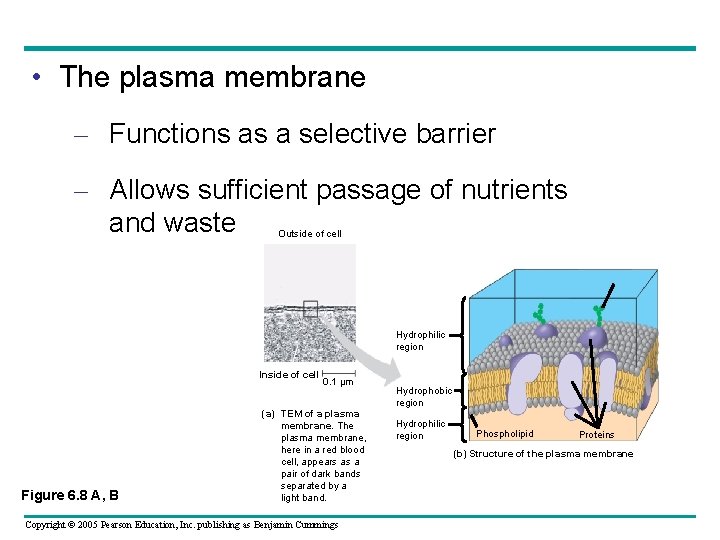 • The plasma membrane – Functions as a selective barrier – Allows sufficient • The plasma membrane – Functions as a selective barrier – Allows sufficient