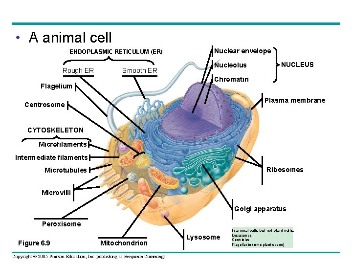 • A animal cell ENDOPLASMIC RETICULUM (ER) Rough ER Smooth ER Nuclear envelope • A animal cell ENDOPLASMIC RETICULUM (ER) Rough ER Smooth ER Nuclear envelope